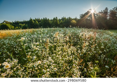 Summer meadow near forest with flowers and herbs