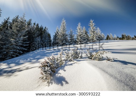 Sunny winter forest and blue sky, beautiful day