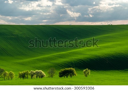 Green hills with young wheat in evening light, agricultural landscape