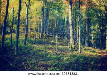 Sunny day in autumn forest, vintage landscape