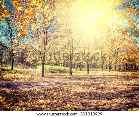 Amazing vintage autumn parkland with maples alley