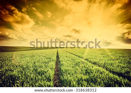 Spring vintage landscape with green wheat field and majestic sky