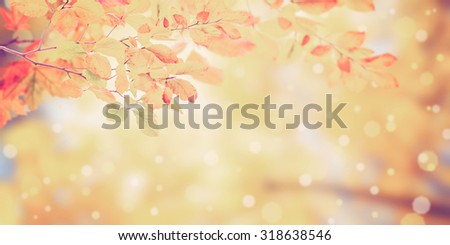 Nature vintage autumn background with golden foliage