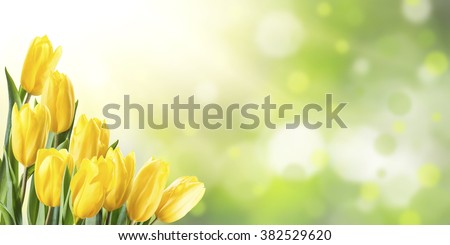 Amazing spring floral background, yellow tulip flowers
