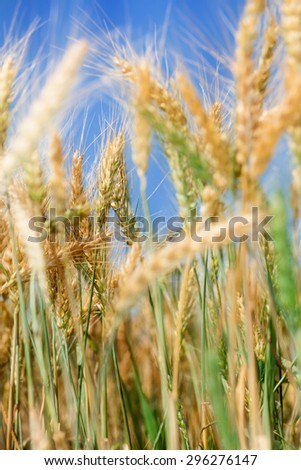 Close up image of ripe wheat field against blue sky. Complementary golden and blue colors are dominant
