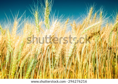 Close up image of ripe wheat field against blue sky. Complementary golden and blue colors are dominant. Image is cross processed, and has Instagram look