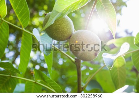 This is close up image of walnut tree with young walnuts on sunny day