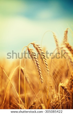 Close up image of ripe wheat field against blue sky. Complementary golden and blue colors are dominant. Image is cross processed, and has Instagram look