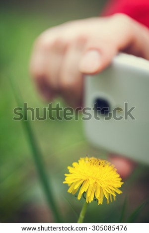 Close up of woman in red jacket taking photo of dandelion flower with smartphone- only dandelion, smartphone and one hand are visible; selective focus, shallow doff