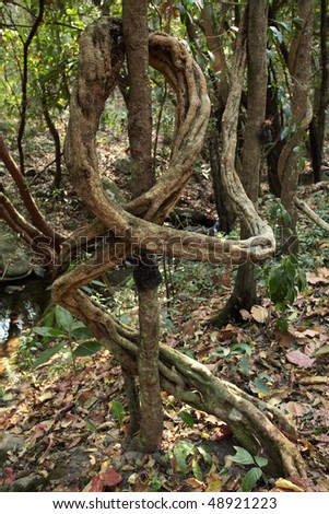 strange shaped trees; tropical rainforest, national park \