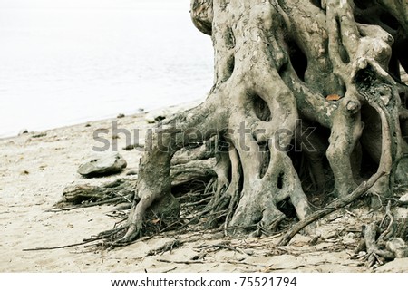 Close up of roots of old trunk on river bank