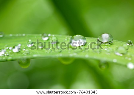 Close up of wheat grass blades covered with raindrops