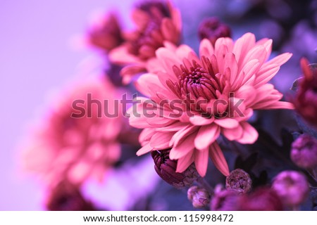 Colorful Pink Autumnal Chrysanthemum Background