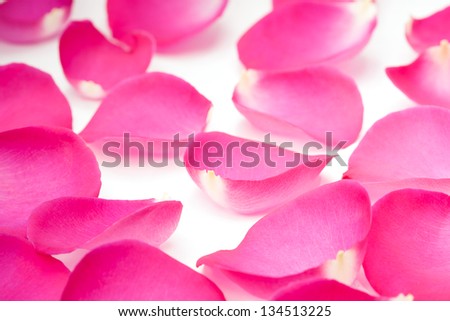 Pink rose petal isolated on white background with sample text