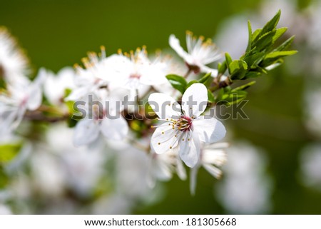Spring blossom: branch of a blossoming tree on green