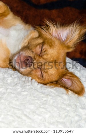 Dog sleeping on pillow