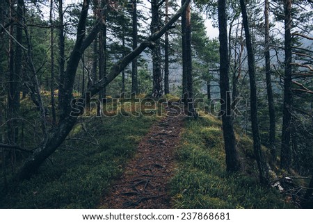 Path in the dark Forest