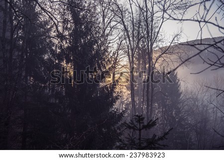 Sunrise in the misty and foggy forest on a cold autumn morning. Fog gives the image a mystic atmosphere.