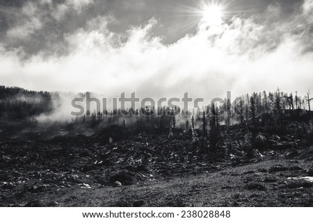 Sun and the Foggy / Misty Forest