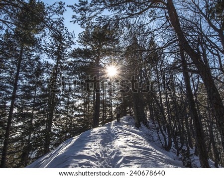 Sun in the winter forest with hikers. Hiking in the winter forest covered with snow, while sun is penetrating the forest. Two hikers are coming through the path.