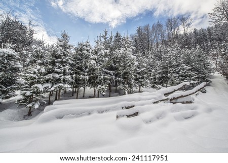 Pine trees are covered with snow in the winter and frozen forest. Snowy Forest on a sunny day with both clear sky and clouds.