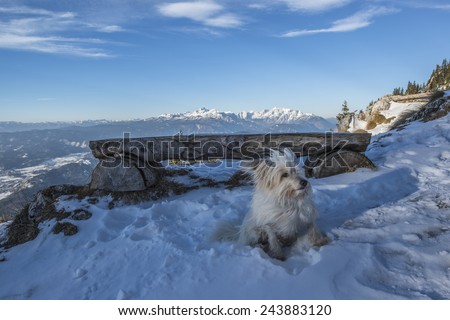 Dog at the resting place in the hill. riglav in Julian alps and Jesenice valey below. Resting place with benches in the middle of the Hill. Dog posing in front of benches.