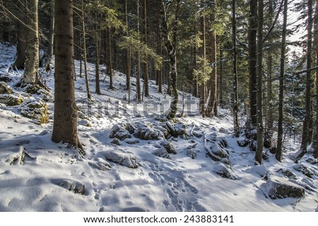 Snowy Forest at Sunrise after Snow. Snowy mountains on an early winter morning. Photograph was taken in Slovenia on the border with Austria.