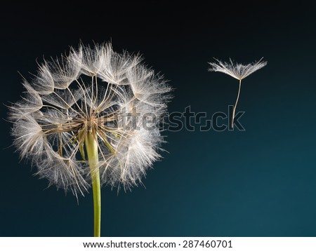 Macro picture of a dandelion with flying a seed on a beautiful turquoise background
