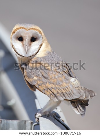 barn owl on the highway balustrades