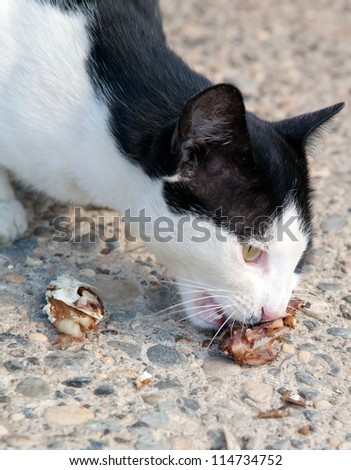 Stray cats eating scraps of chicken
