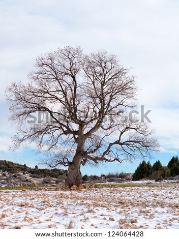 snowy field with lone tree