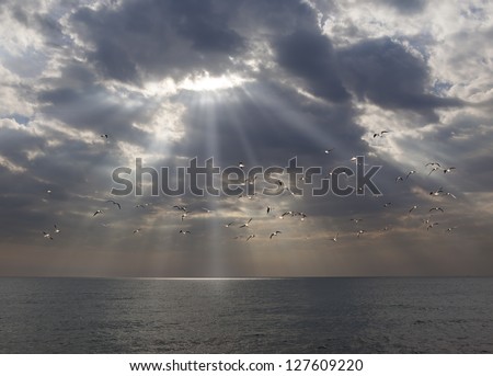 gulls flying through day break in the morning over the sea and sun beam