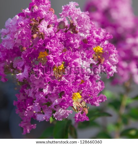 Fuchsia colored crepe-myrtle blossoms