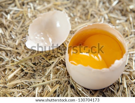 big egg with double yellow isolated straw background (country egg