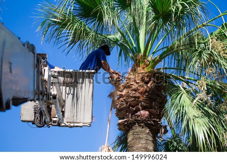 A tree surgeon cuts and trims a tree