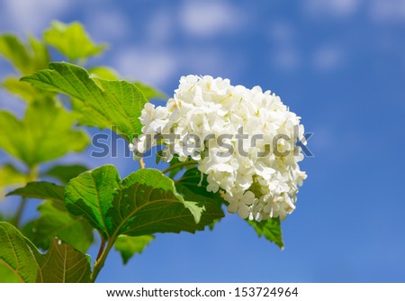 White Hydrangea Flower Blooms Isolated