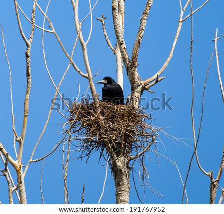 crow\'s nest in a tree