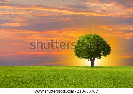 beautiful landscape and lone tree