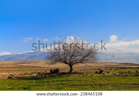 winter landscape with lone tree against mountain