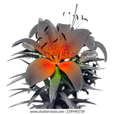 Orange lily flower. Isolated on white background
