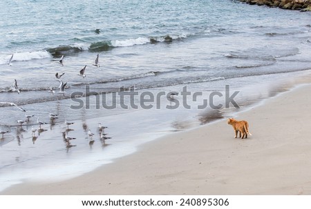 Sea gull birds standing on the sand beach and  cat is watching them