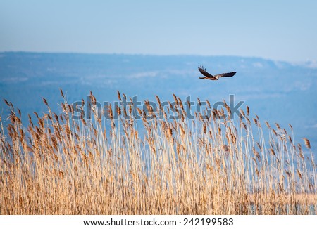 flight over reed beds