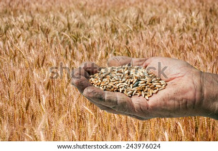 wheat field and a heap of wheat in the palm