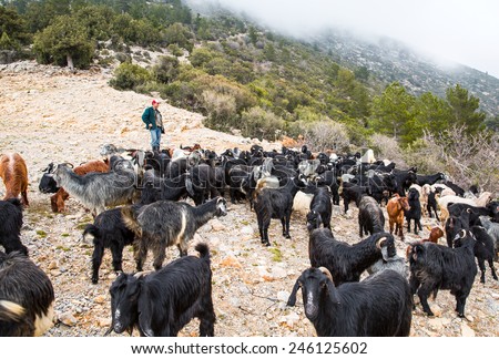 ANAMUR - TURKEY - JANUARY 20, 2015: An unidentified Turkish man leads his goats to the pasture on january 20, 2015 in Anamur, Turkey