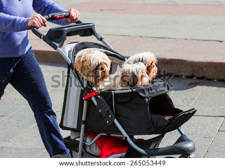 Cute Dogs being pushed in a stroller