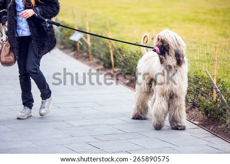 beauty afghan dog , Florence italy