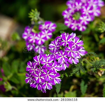 Background from a purple and white geranium flower