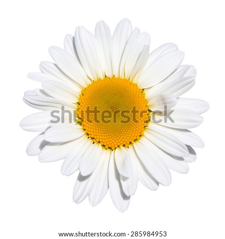 Beautiful daisy flower on white background