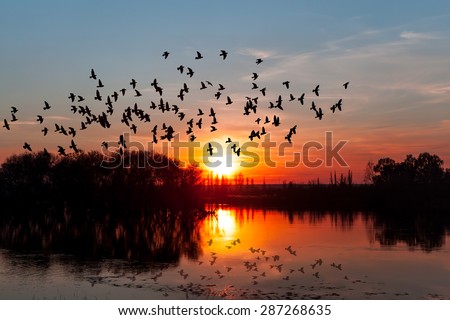 birds silhouettes flying above the lake against sunset