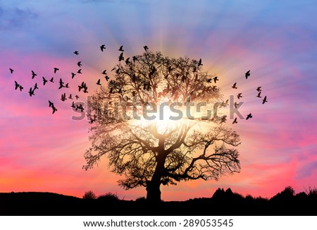 Silhouette of a big mighty oak against sunset